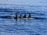 Rissos Dolphin  Porpoising  Azores  Portugal