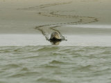 Harbour Seal on Beach Entering Water  France
