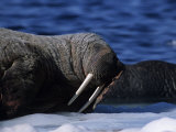 Walrus  Sleeping  Canada