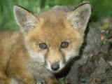 Red Fox  Juvenile