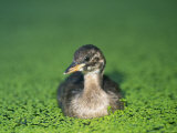 Little Grebe