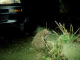 Hedgehog at Night  England  UK