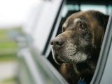 Labrador Retriever  Chocolate Labrador Retriever Dog with Head out of Car Window  USA