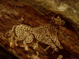 Cheetah  India