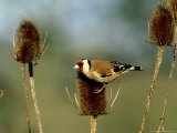 Goldfinch on Teasel  UK