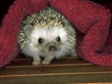 Four-Toed Hedgehog  England