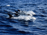 Rissos Dolphin  Porpoising  Portugal