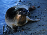 Harbour Seal  First Release of a Seal Wearing an Argos Satellite Transmitter  Baie De Somme  France