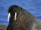 Walrus  Basking  Canada