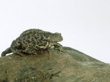 Common Toad  Bufo Bufo