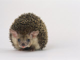 Long Eared Hedgehog