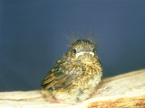 Robin  Young  UK