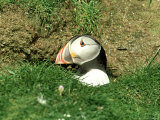 Puffin  Peering out of Hole  Shetland