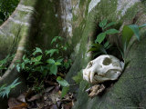 Jaguar Skull on Ground in Rainforest Near Roots of Tree  Costa Rica