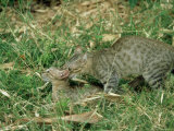 Feral Cats  Pair Mating  India