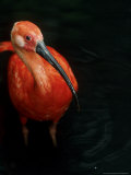 Scarlet Ibis  Eudocimus Ruber