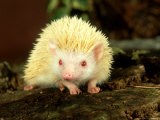 Four-Toed Hedgehog  Albino