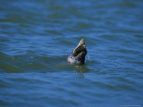 Harbour Seal  Eating a Flounder  France