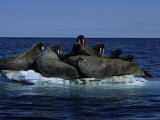 Walrus  Group on Ice Floe  Canada