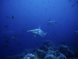 Scalloped Hammerhead Shark  Group  Pacific