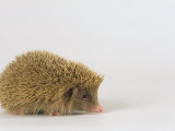European Hedgehog  Albino