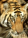 Tiger  Portrait  India