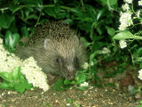 European Hedgehog  England
