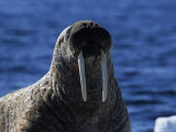 Walrus  Basking  Canada