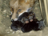 Fox  and 1 Day Old Cubs