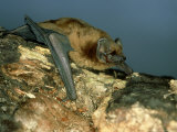 Noctule Bat  UK