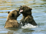 Alaskan Brown Bear  Two Bears Fighting in Water  Alaska