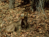 Tiger  with Prey  India
