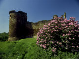 Pink Rhododendrons  Scotland