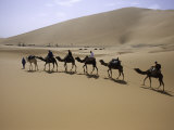 Camels in Caravan Walking in Desert  Morocco