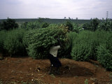 Woman Working  South Africa