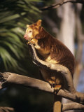 Matschies Tree Kangaroo in Tree  South Australia