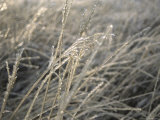 Icy Grass  Boulder