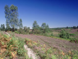 Bell Heather and Ling  View Along Western Fringe  Hampshire  UK