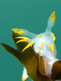 Nudibranch  Feeding  UK
