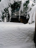 Snow Covered Tree  Boulder  Colorado