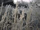 Icy Grass  Boulder