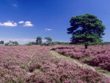 Bell Heather and Ling  the New Forest  UK