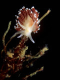 Flabellina Nudibranch  Feeding  UK