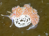 Nudibranch  with Eggs  UK
