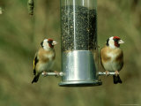 Goldfinch  Pair Feeding on Birdfeeder  UK