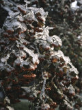 Icy Red Berries  Boulder
