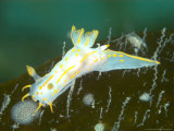 Nudibranch  Mounts Bay  UK