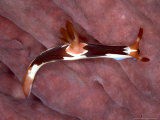 Nembrotha Rutilans  Komodo  Indonesia