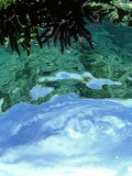 Fire Coral  SW Fiji Islands