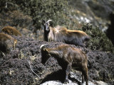 Wild Goats  Nepal